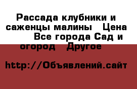 Рассада клубники и саженцы малины › Цена ­ 10 - Все города Сад и огород » Другое   